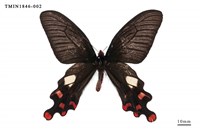 藏品(多姿麝鳳蝶)的圖片